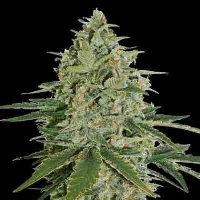 Super Skunk > Seed Stockers