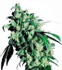 Super Skunk > Sensi Seeds