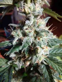 Super Skunk Autoflower > Seed Stockers