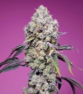 Sweet Mandarine Zkittlez F1 Fast Version > Sweet Seeds