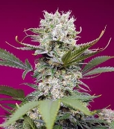 Sweet Mandarine Zkittlez XL Auto > Sweet Seeds