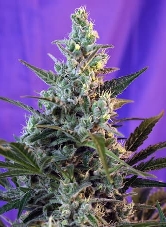 Sweet Skunk Auto > Sweet Seeds