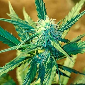 Sweet Tangerine Tango Automatic > White Label Seeds