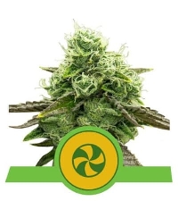 Sweet ZZ Automatic > Royal Queen Seeds