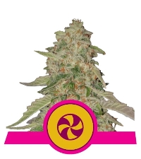 Sweet ZZ > Royal Queen Seeds