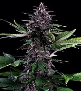 Swiss Dream CBD Rose Auto > Kannabia Seeds