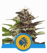 Tatanka Pure CBD > Royal Queen Seeds