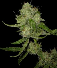 The White Train > Mephisto Genetics