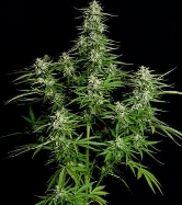 Auto Titan F1 > Royal Queen Seeds