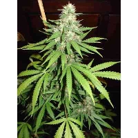 TOP44 > Homegrown Fantaseeds