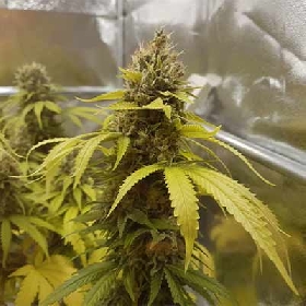 Toxic x Sour Face > Ripper Seeds