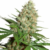 Trainwreck Auto > Royal Queen Seeds