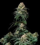 Tropicana Cookies Fast Flowering > Fast Buds Company