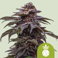 Tropicana Cookies Purple Auto > Royal Queen Seeds