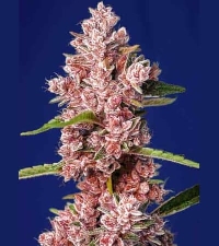 Tropicanna Poison F1 Fast Version > Sweet Seeds