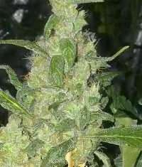 Turing Autoflowering > Super Strains