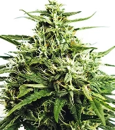 Vision Gorilla Auto > Vision Seeds