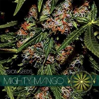 Mighty Mango Bud > Vision Seeds