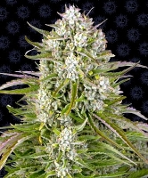 Wedding Cake Auto > Barneys Farm