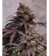 Wedding Cake > Linda Seeds