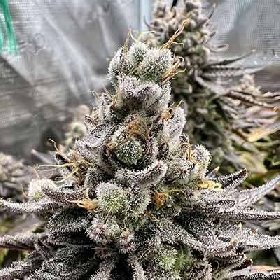 Wedding cake > The Bulldog Seeds