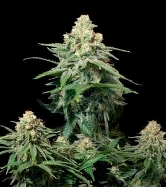 Wedding Cheesecake Fast Flowering > Fast Buds Company