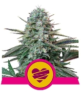 Wedding Crasher > Royal Queen Seeds