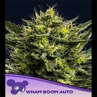 WHAM BOOM Auto > Anesia Seeds