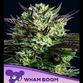 Wham Boom > Anesia Seeds