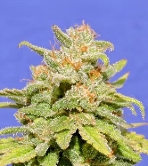 White Crystal Meth Auto > Original Sensible Seeds