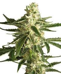 White Diesel Haze Automatic > White Label Seeds