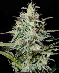 White Lemon > Strain Hunters Seed Bank