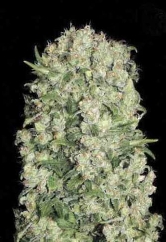 White Prussian > Bulk Seed Bank