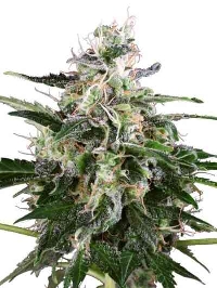 White Skunk Automatic > White Label Seeds