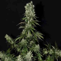 White Strawberry Skunk > Strain Hunters Seed Bank