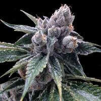 White Walker Kush > Grow Your Own