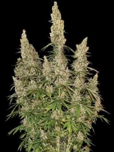 White Widow Autoflower > Seed Stockers