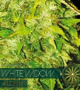 White Widow Auto > Vision Seeds