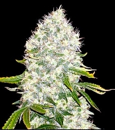 White Widow > Bulk Seed Bank